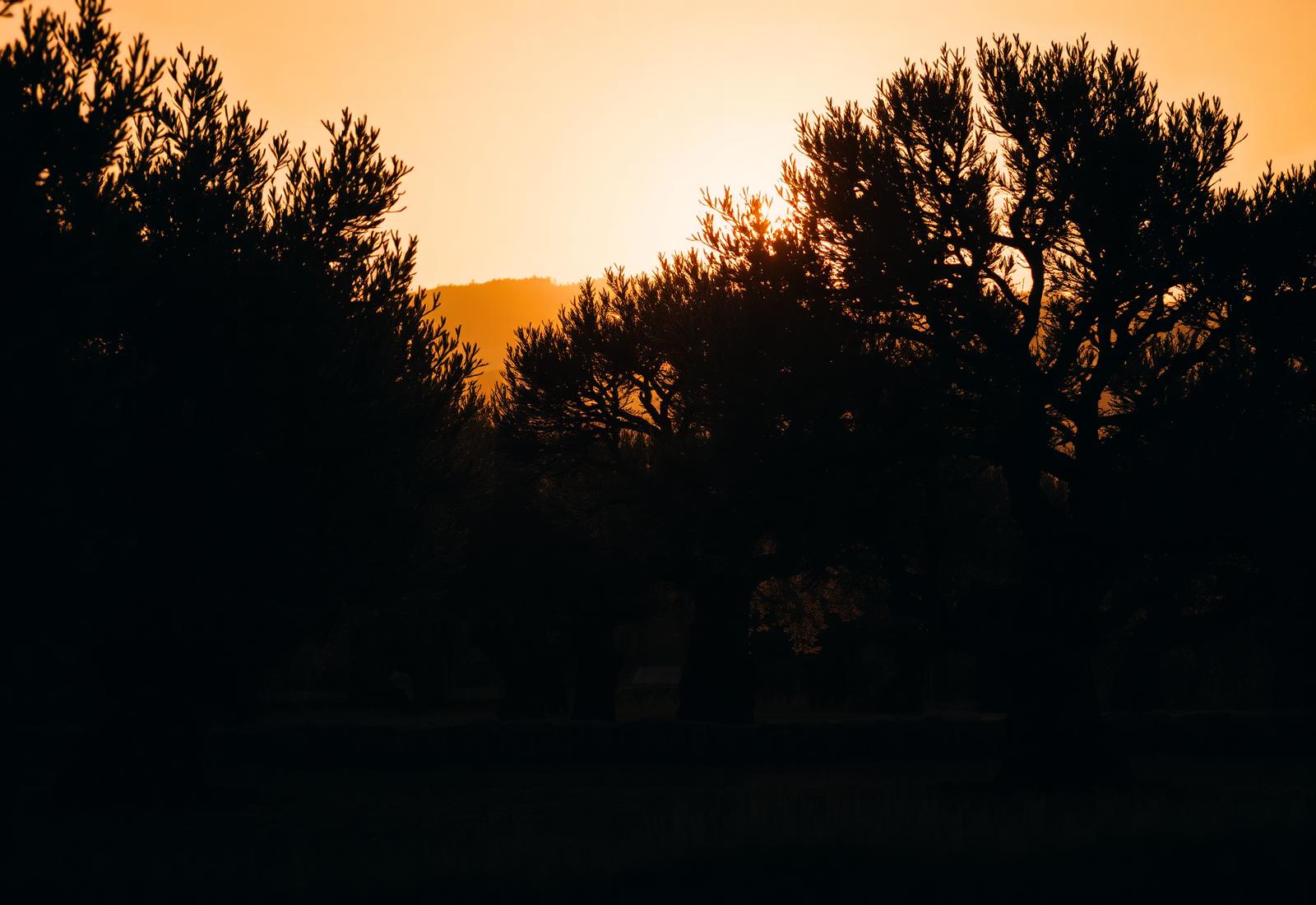 Olive grove in Messinia at sunset